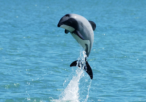 Fight for Rarest Dolphin - Gansbaai Daily News